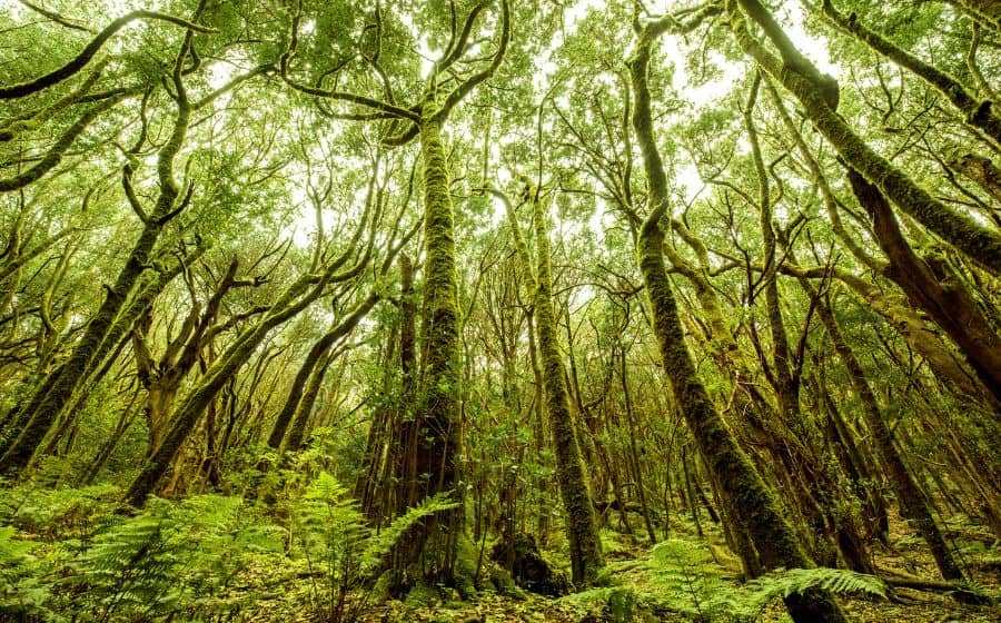 Tilos Forest