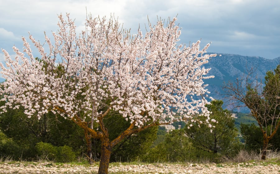 Trees in Spain: 9 Native Species For My Paraphilia Fellows Thumbnail