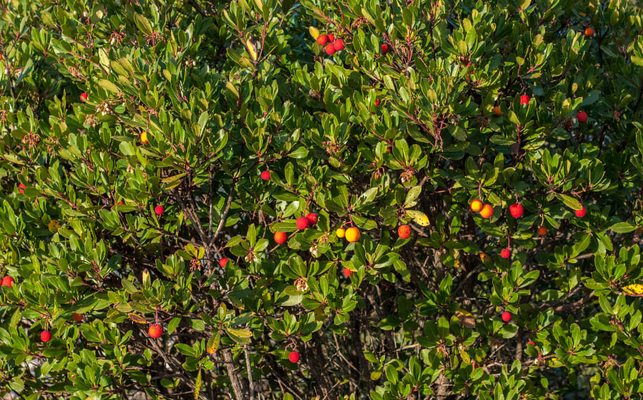 The Beauty of Spain's Flora: 5 Iconic Trees, Flowers &  12 Protected Species  Thumbnail
