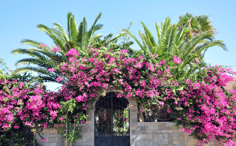 Plants in Spain: 3 Major Categories to Know Before Designing Your Garden  Thumbnail