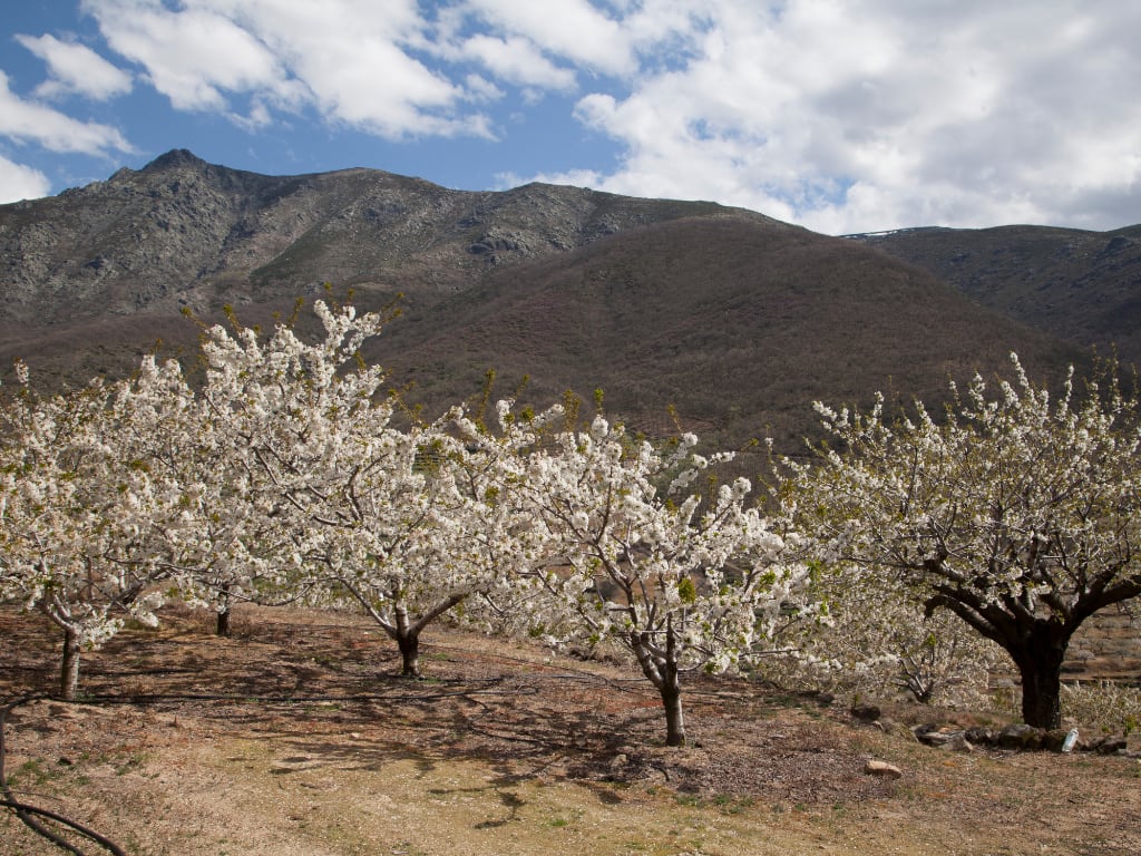 Valle del Jerte in Caceres in Spain