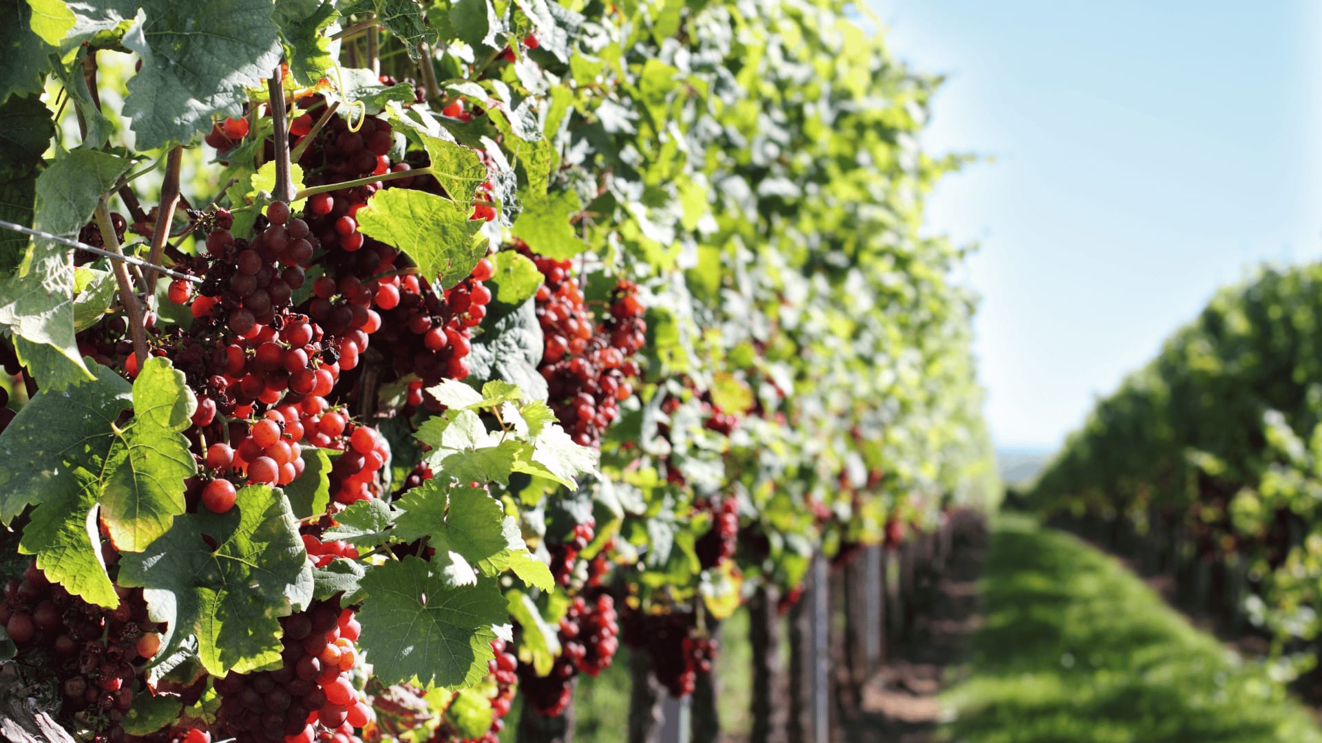 Vineyards Spain