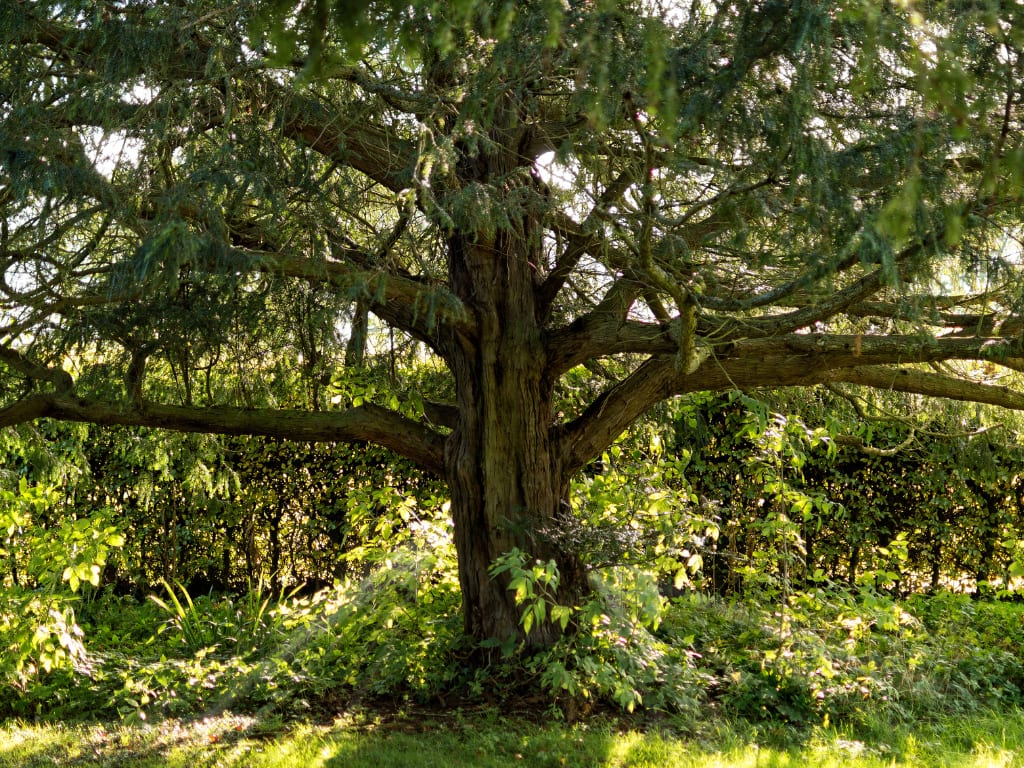 Poisonous yew tree in Spain
