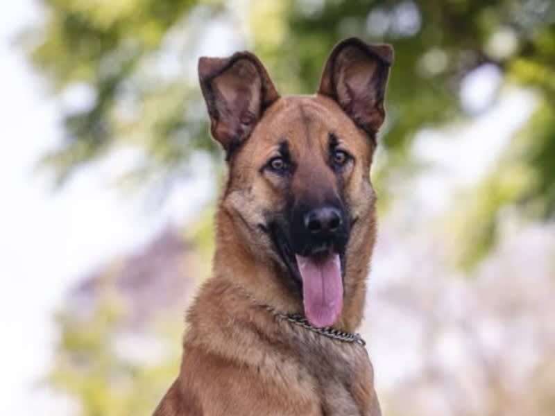 Lily for Adoption