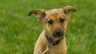 Yair for Adoption