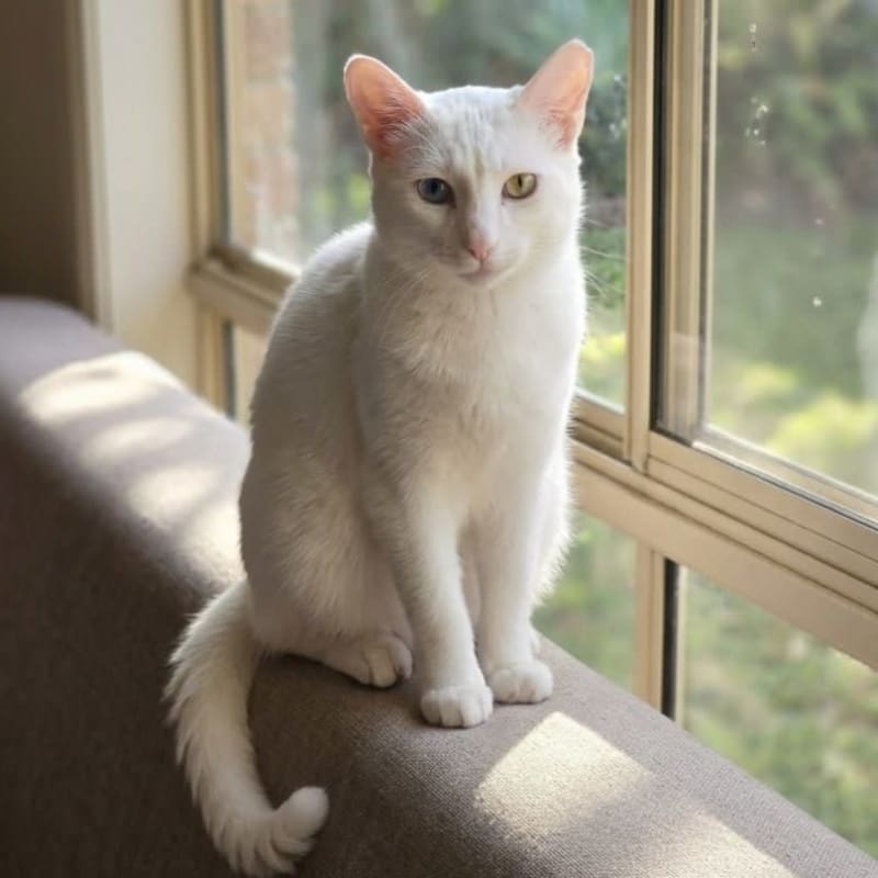 Eazy for Adoption