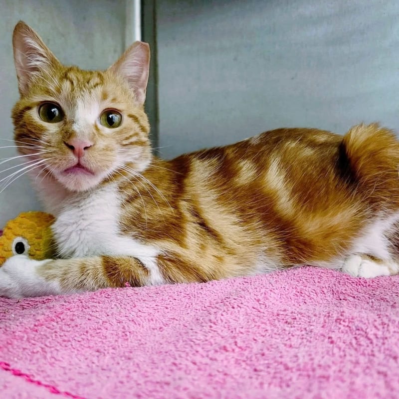 Monty for Adoption