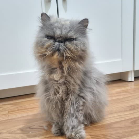 Lily for Adoption