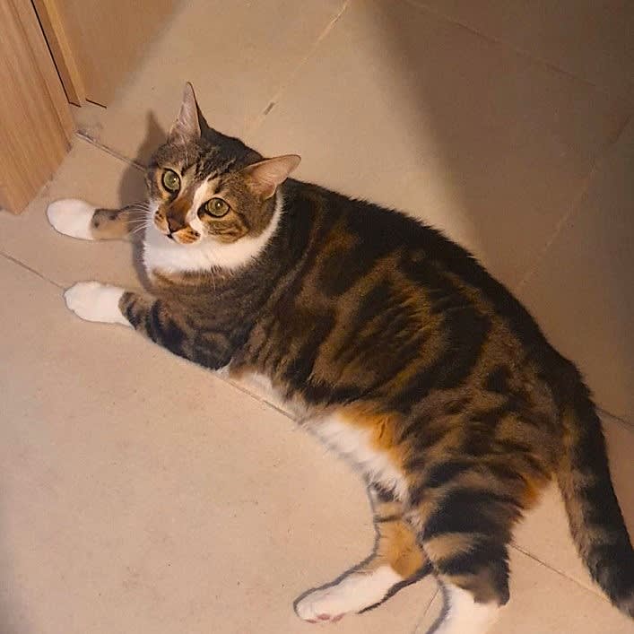 Zoof for Adoption