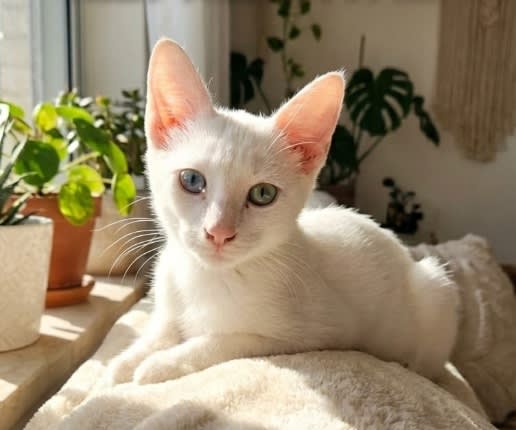 Luna for Adoption