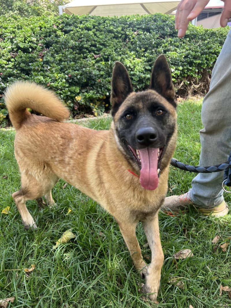 Shiba à l'adoption