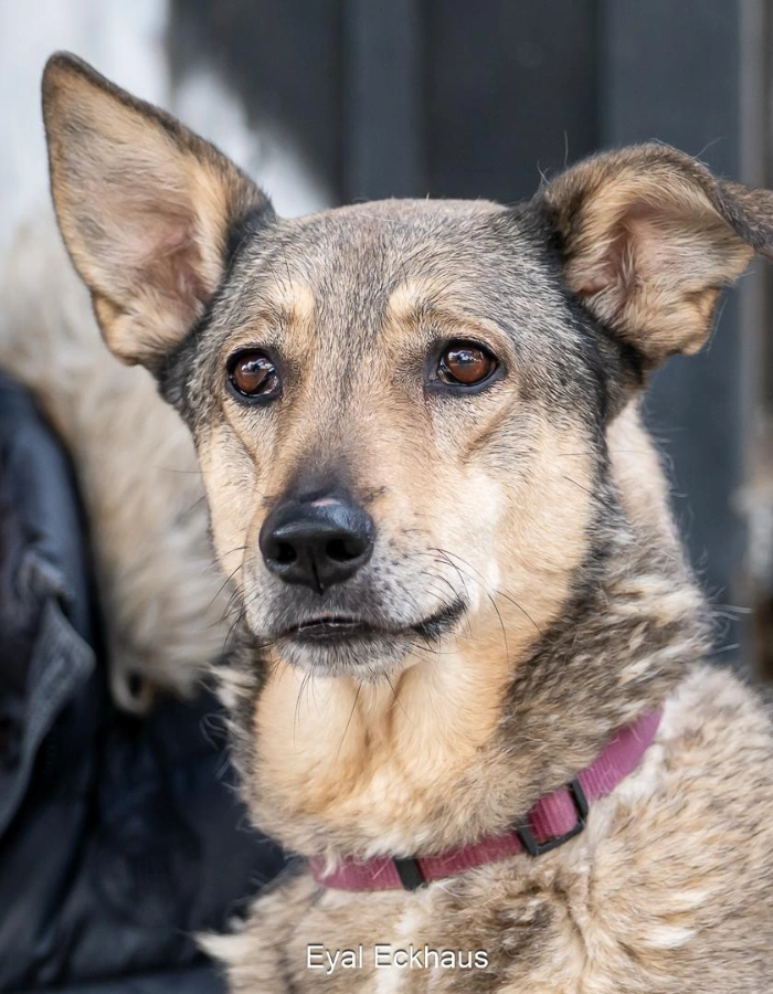 Mocha for Adoption