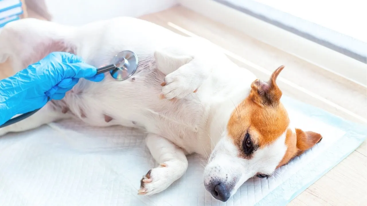 Pre-spaying checklist