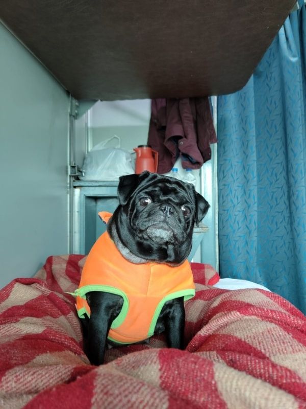 Travel in train with dog coupe allotment (1)