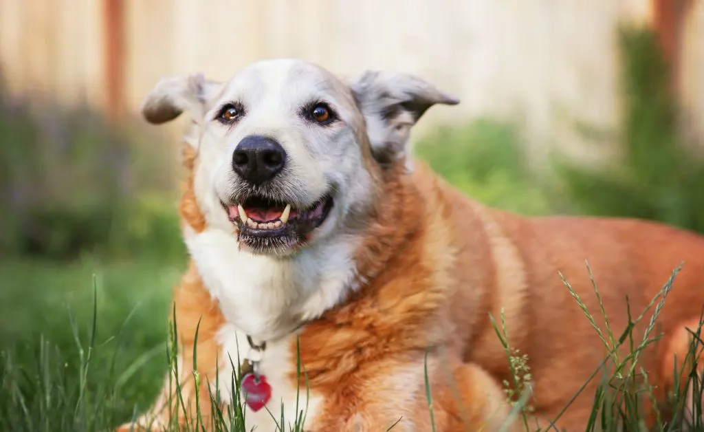Dog Age Guide for Pet Parents & Rescuers