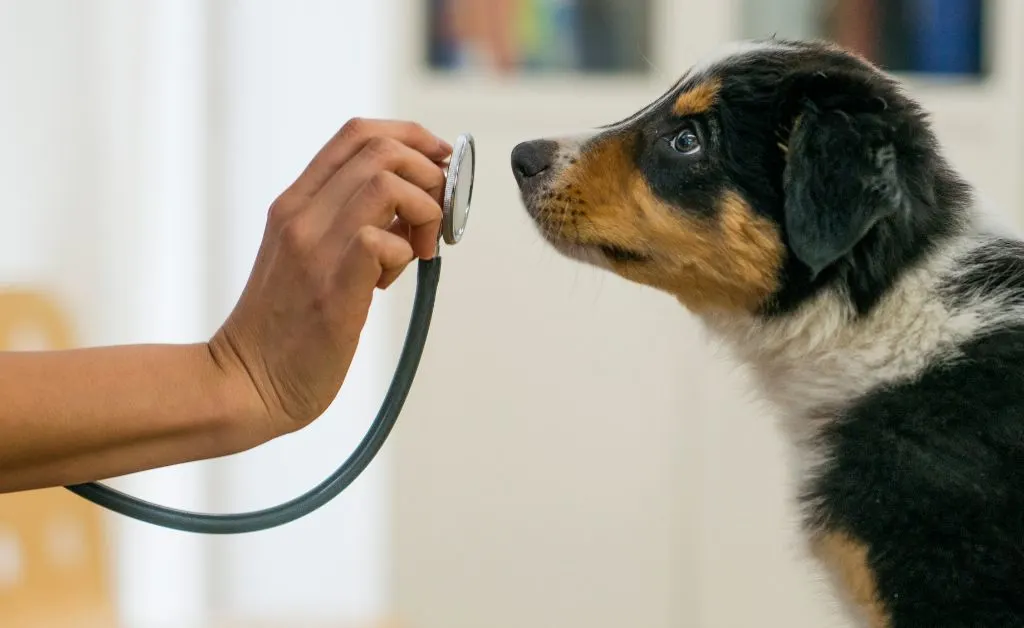 Why a Travel Certificate Is Required for Dogs
