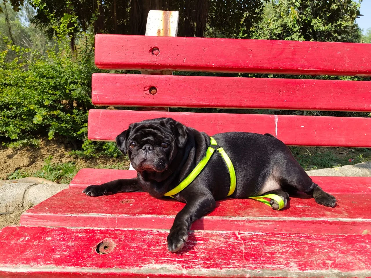 Understanding Dog Anal Gland Issues-2