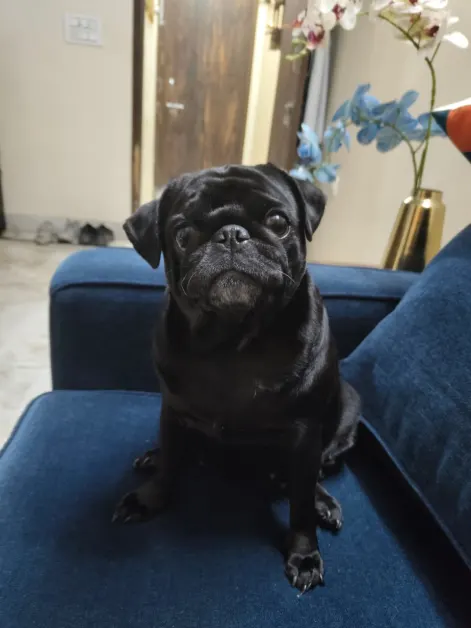 What the Vet Found about her white discharge - Bella