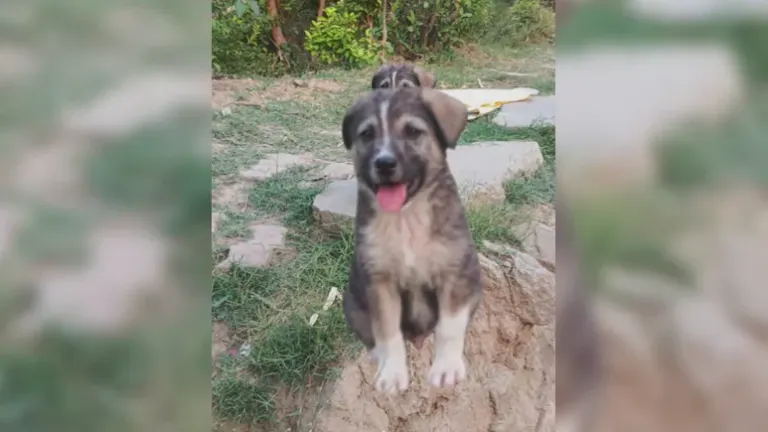 powerpuff-dog-saves-life-in-mandi