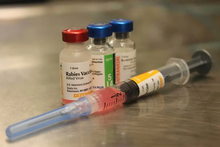 Rabies Vaccine Guide 2025
