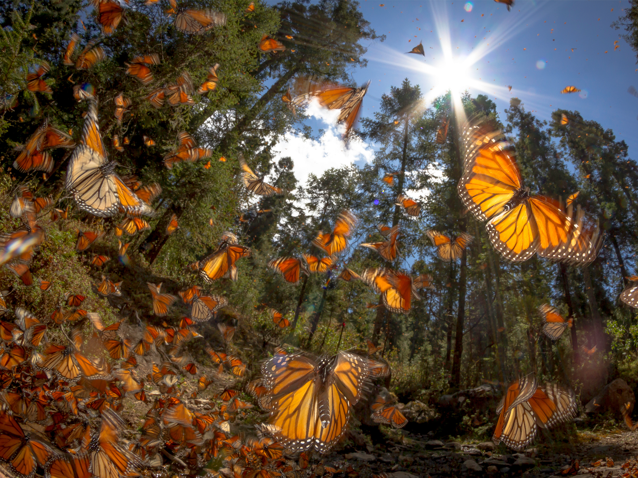 Bosque de la Mariposa Monarca, Michoacán