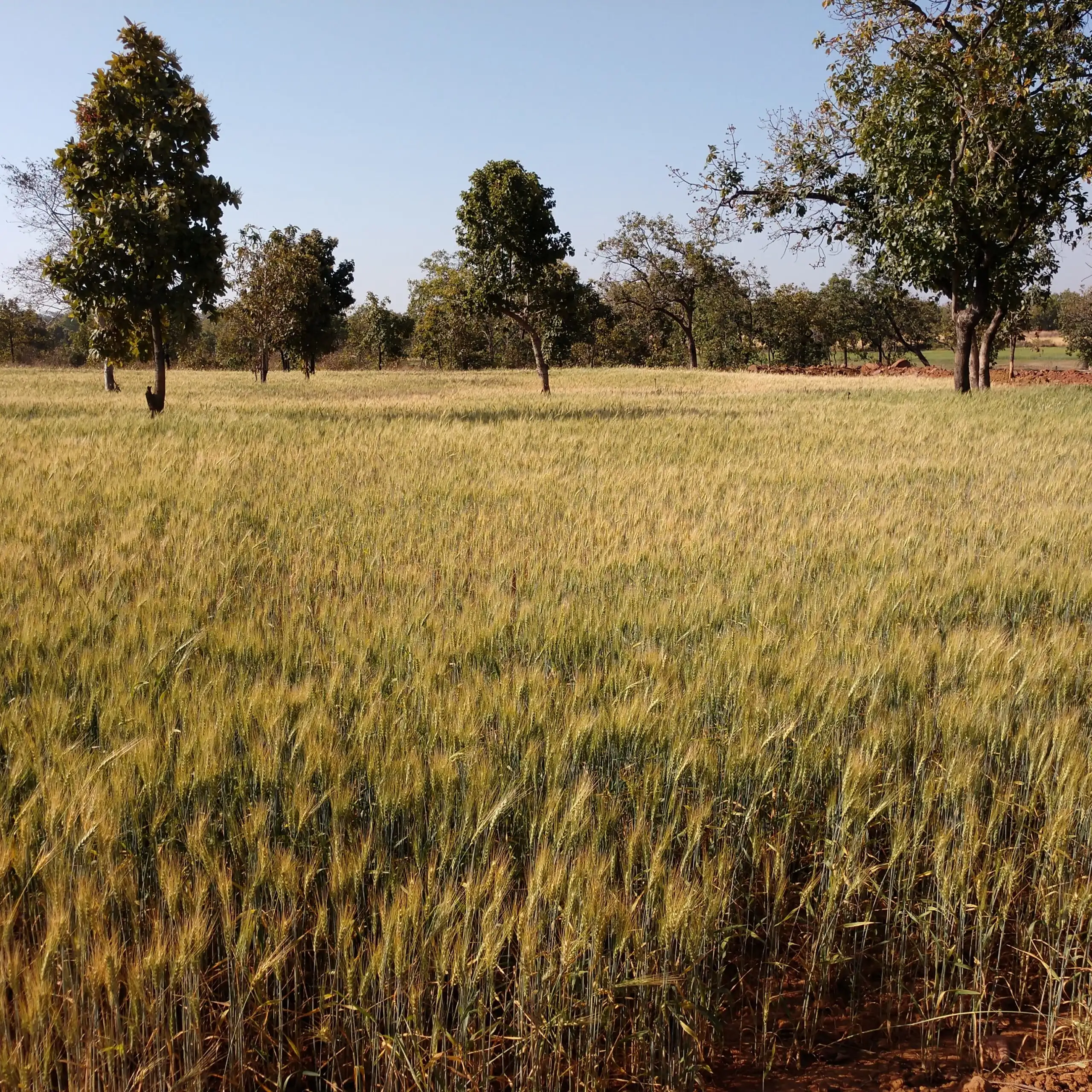 GroPure organic farm