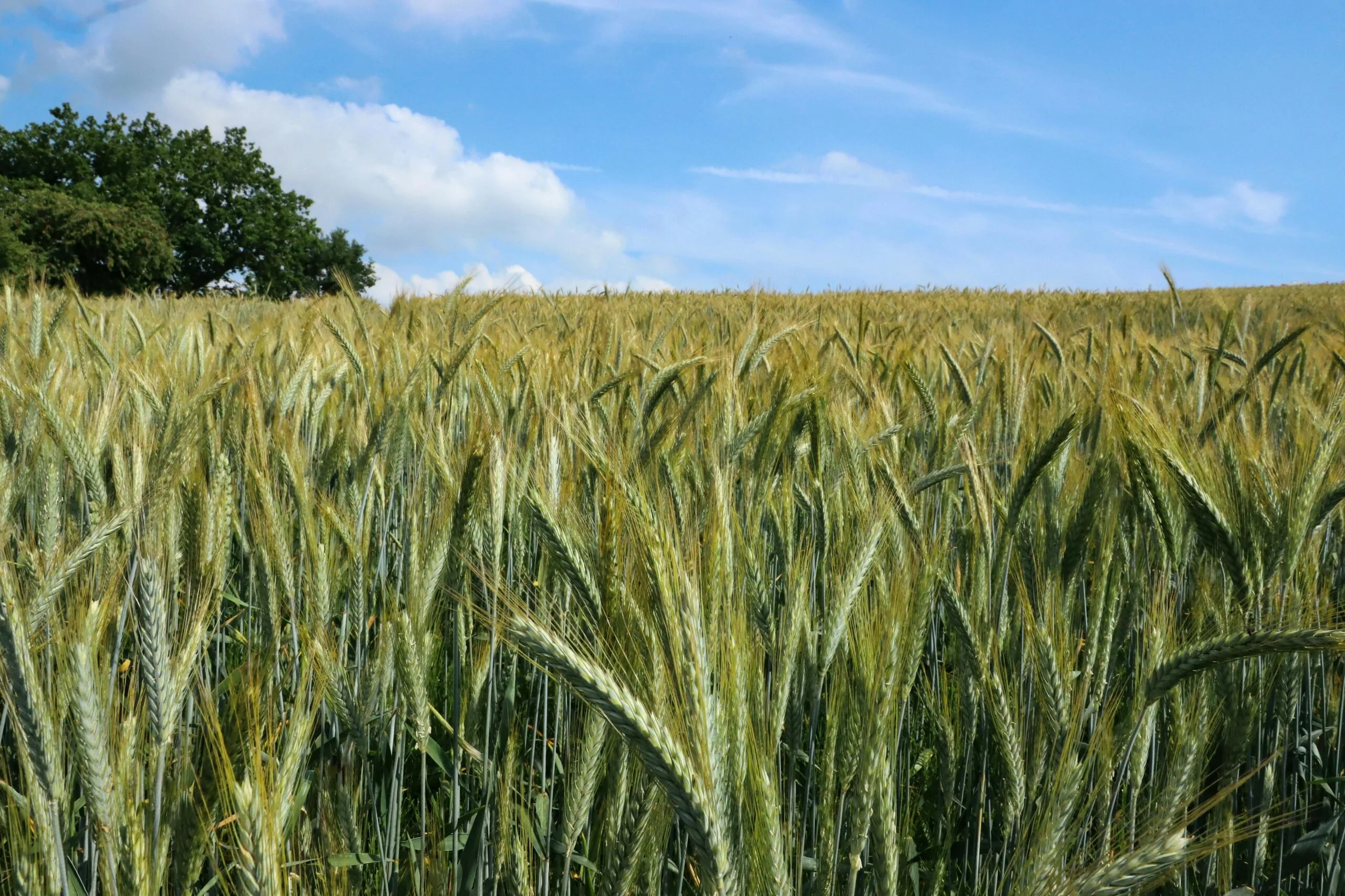 GroPure farm crops