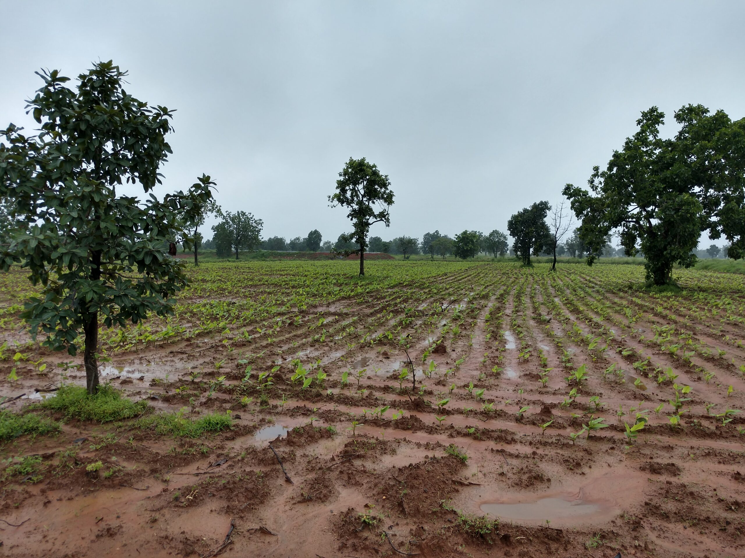 GroPure farm fields