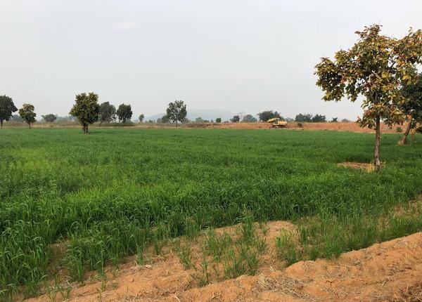 GroPure harvest