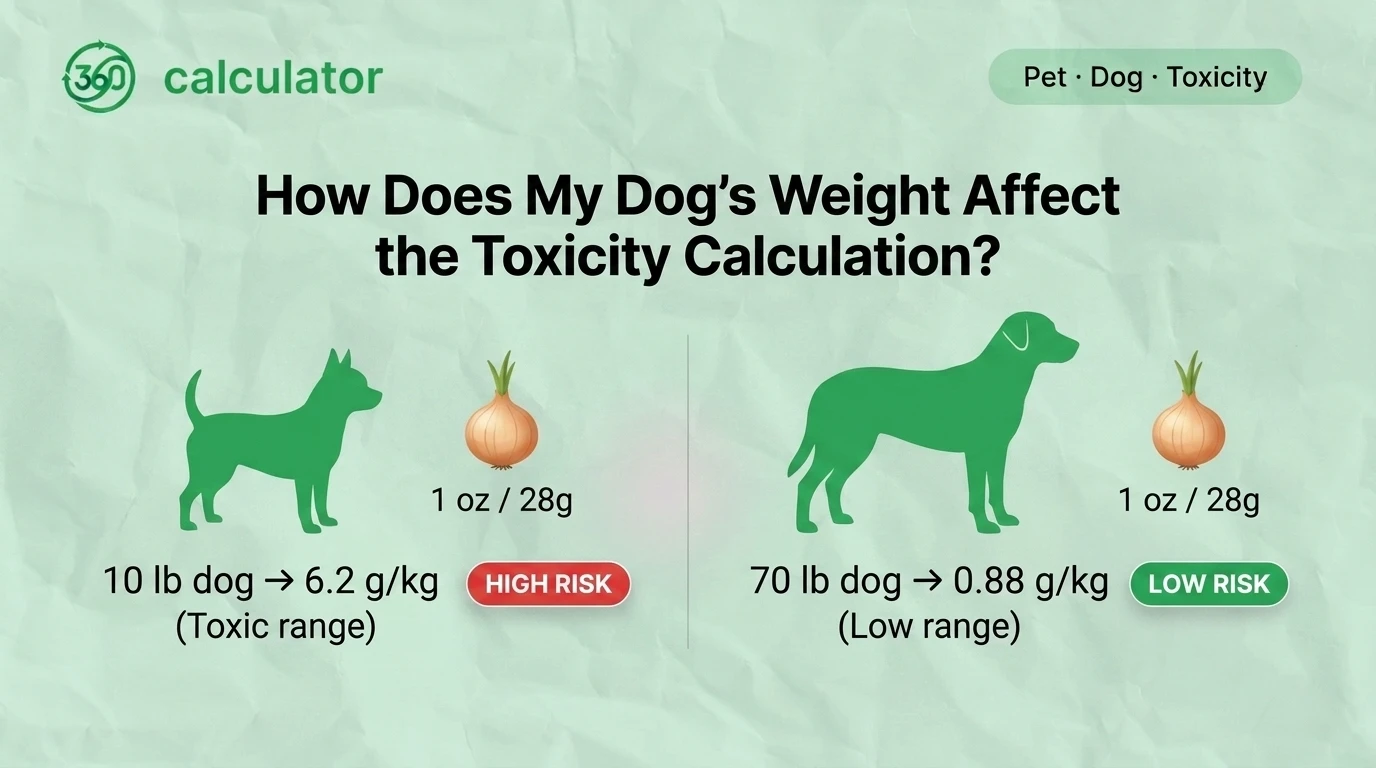 Infographic showing how a dog's body weight affects onion toxicity calculations, comparing the poisoning risk for small, medium, and large dogs after consuming the same amount of onion.