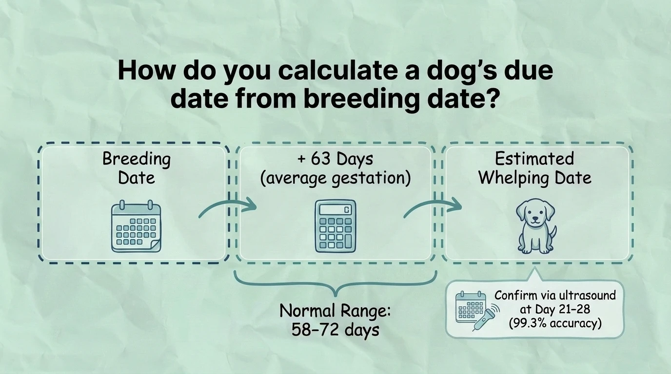 Infographic showing how to calculate a dog’s due date from the breeding date by adding the typical canine gestation period and estimating the expected whelping window.