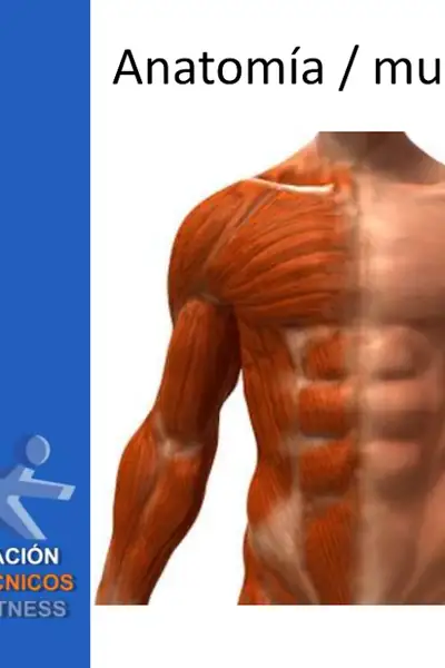 Portada del libro: Anatomia Y Musculacion Anef