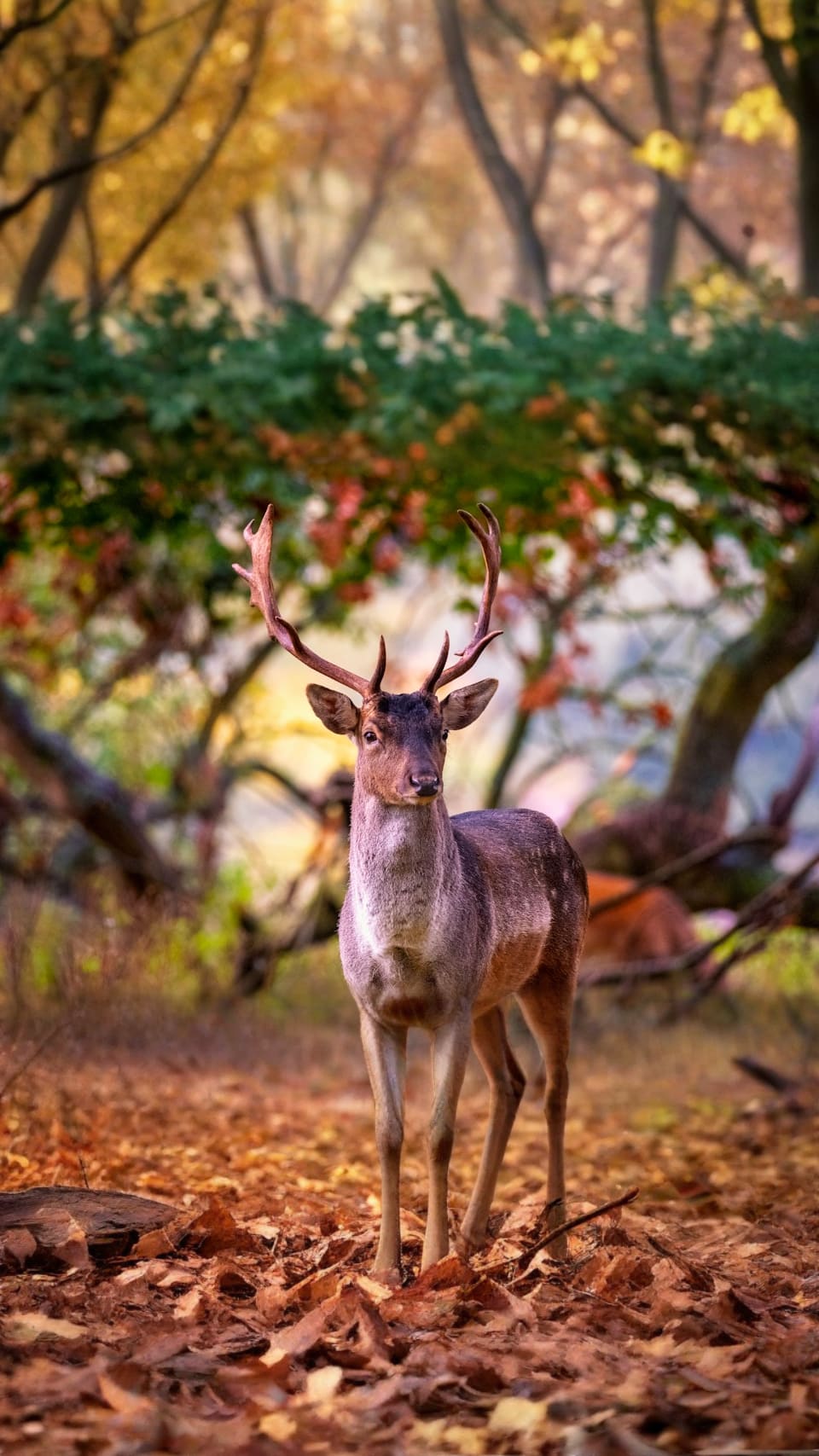 Deer