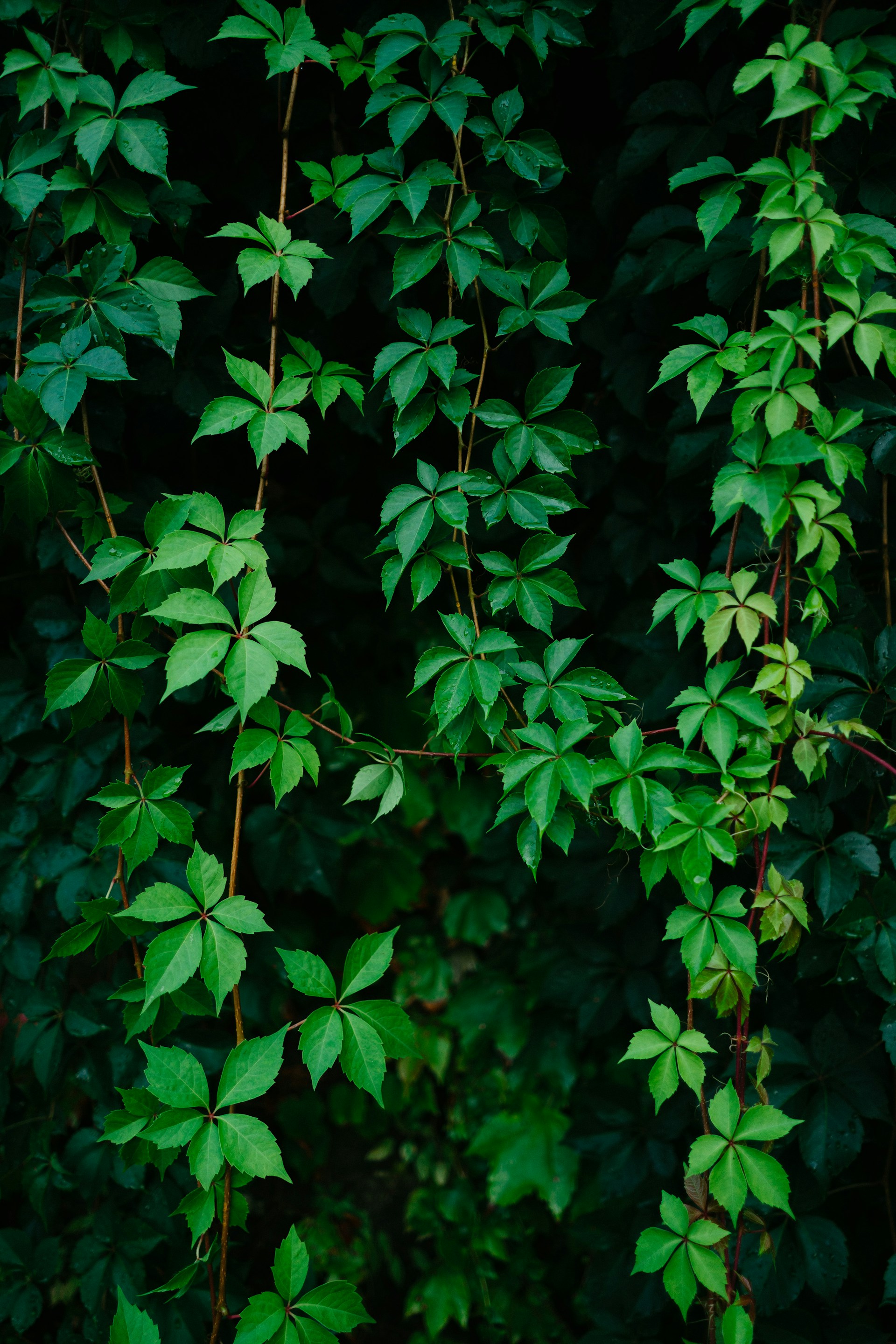 Vines and Creepers