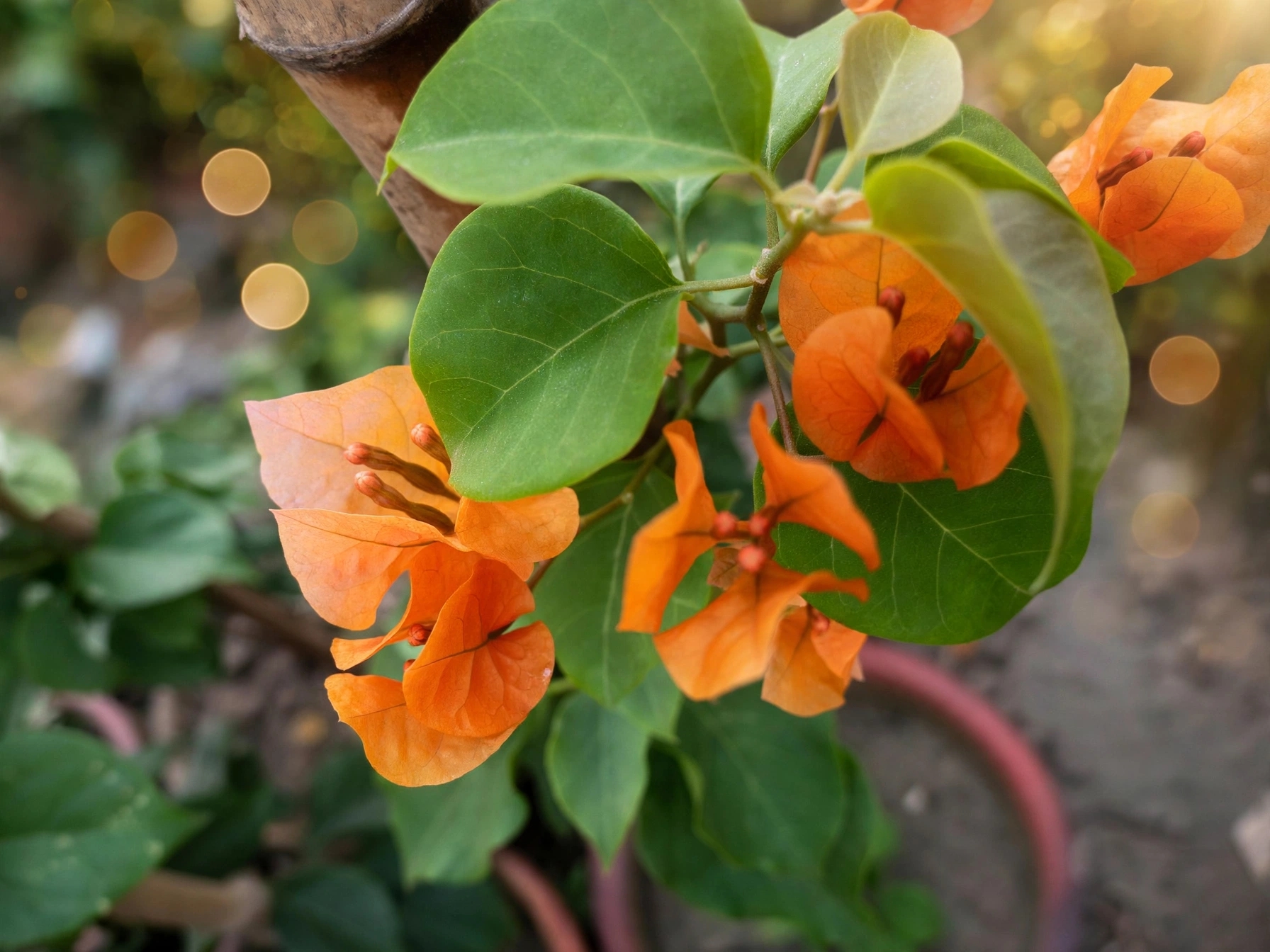 Bougainvillea — بوگین ویلا