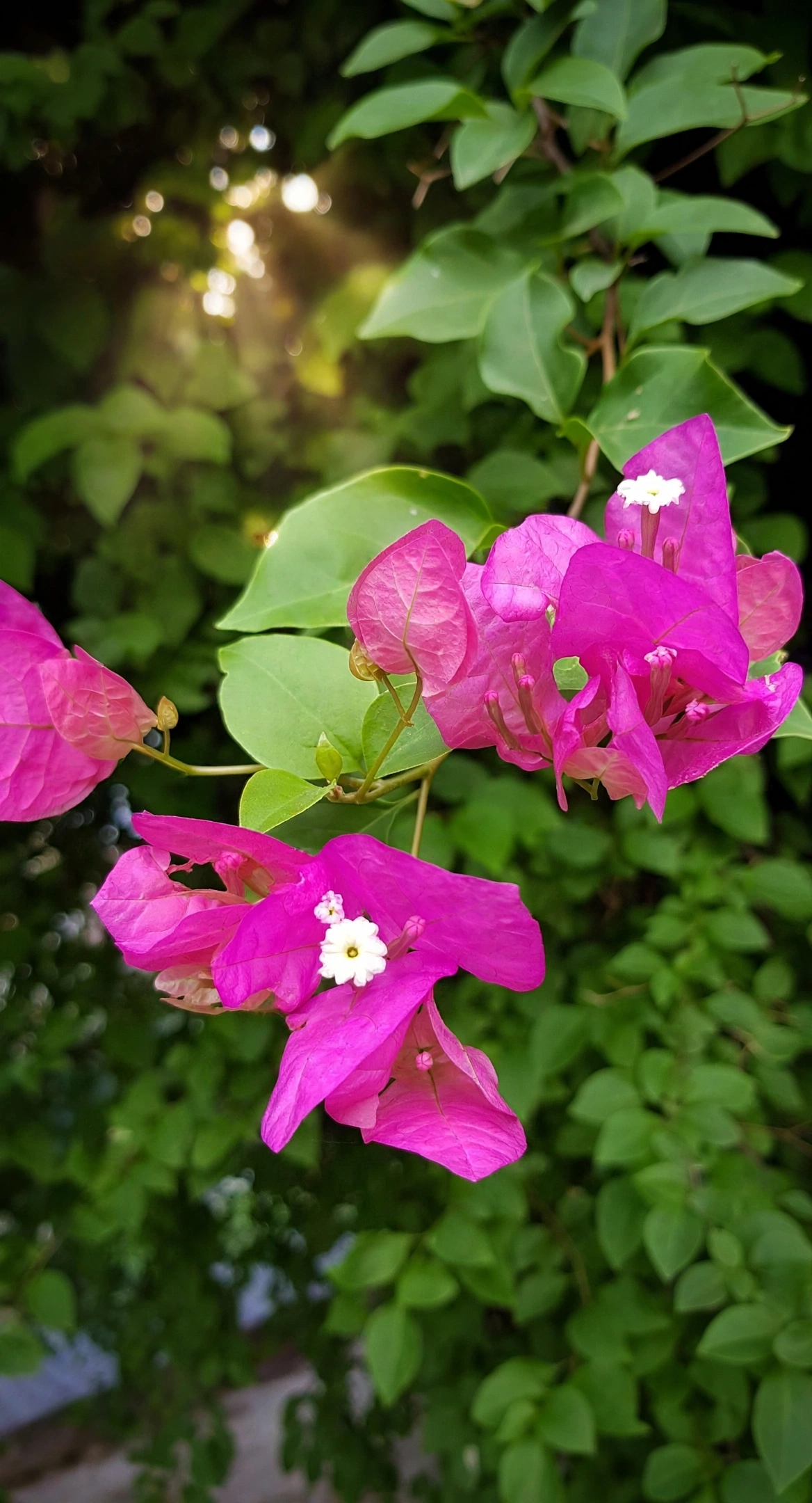 Pink Flower Bougainvillea — گلابی پھول والی بوگین ویلا