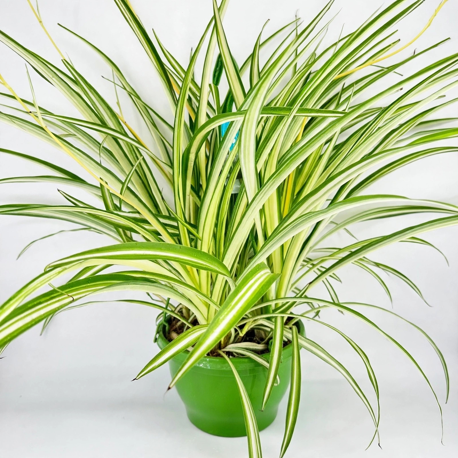 Spider Plant/ Cavra — سپائیڈر پلانٹ