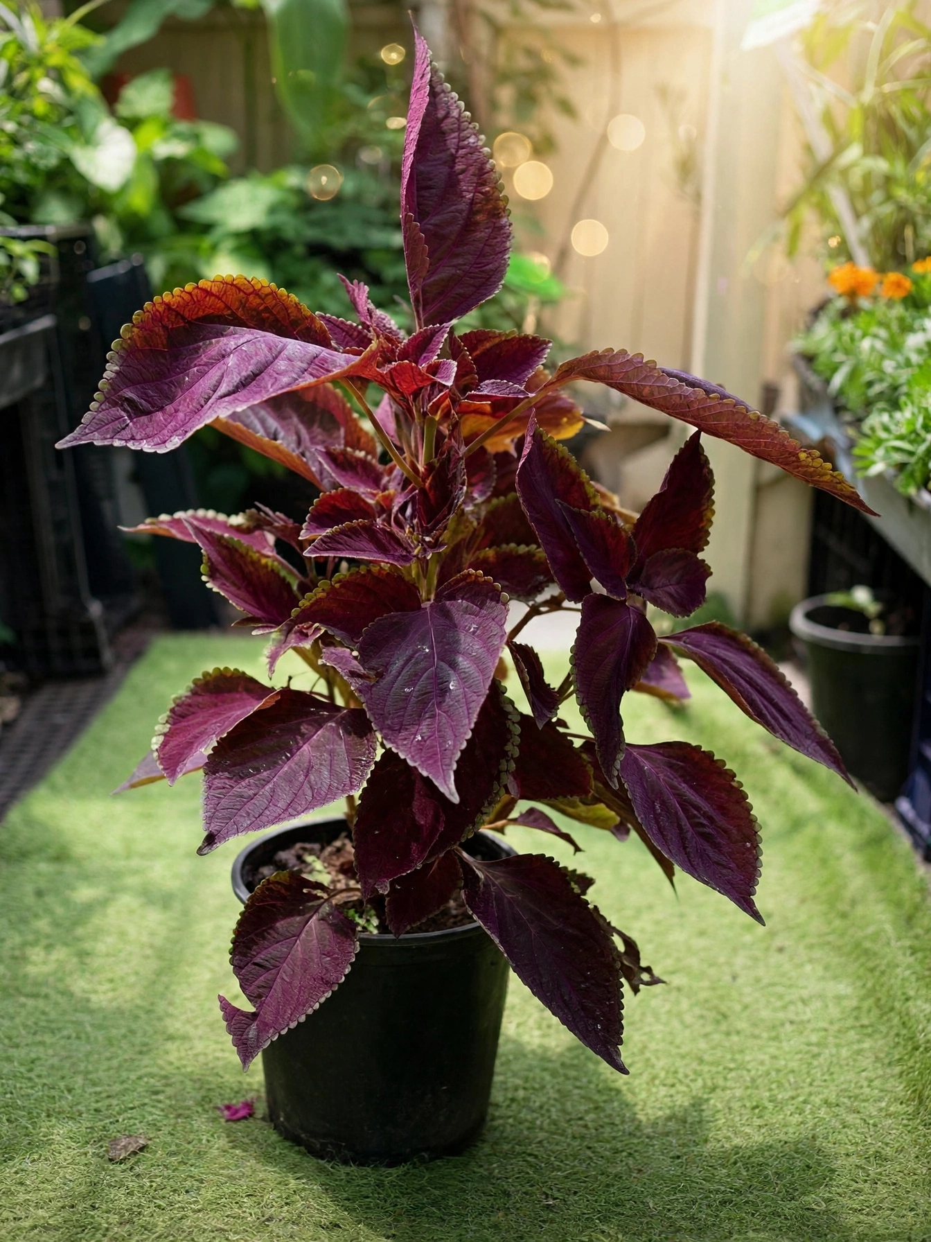 Coleus — کولیس