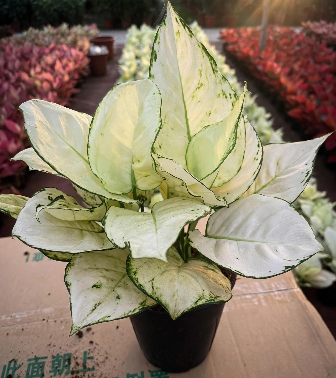 Green Aglaonema — سبز ایگلونما