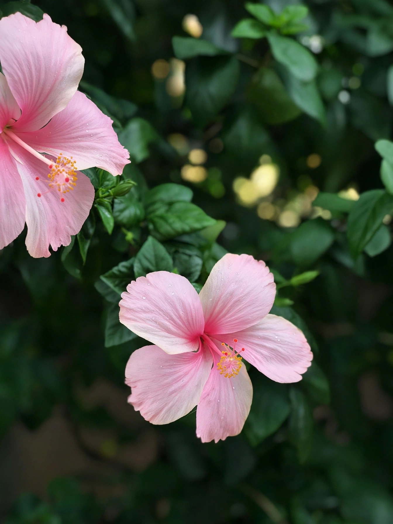 China Rose Single Petal — چینی گلاب