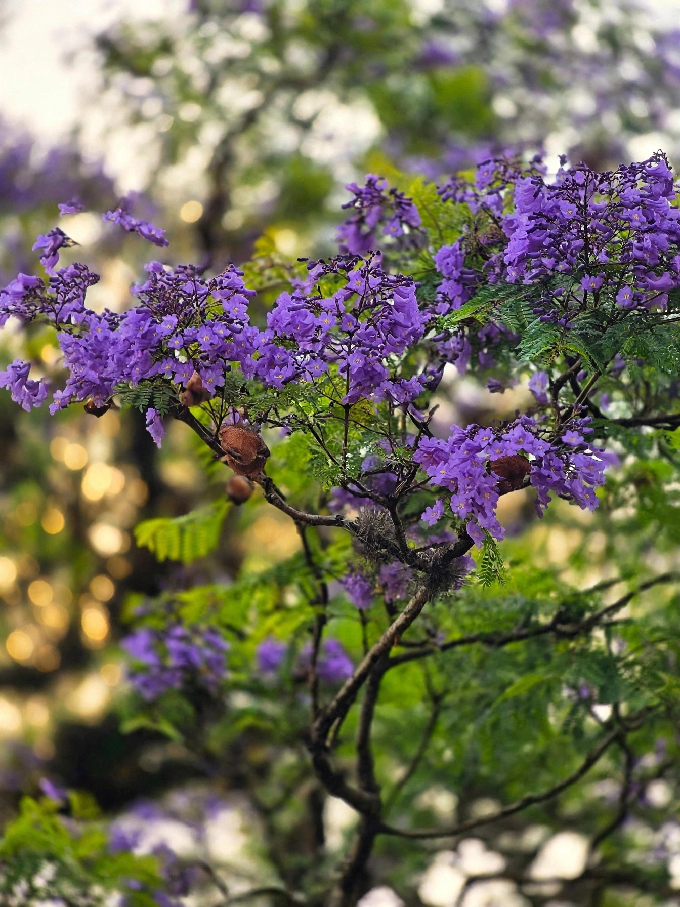 Jacaranda — جیکرنڈا
