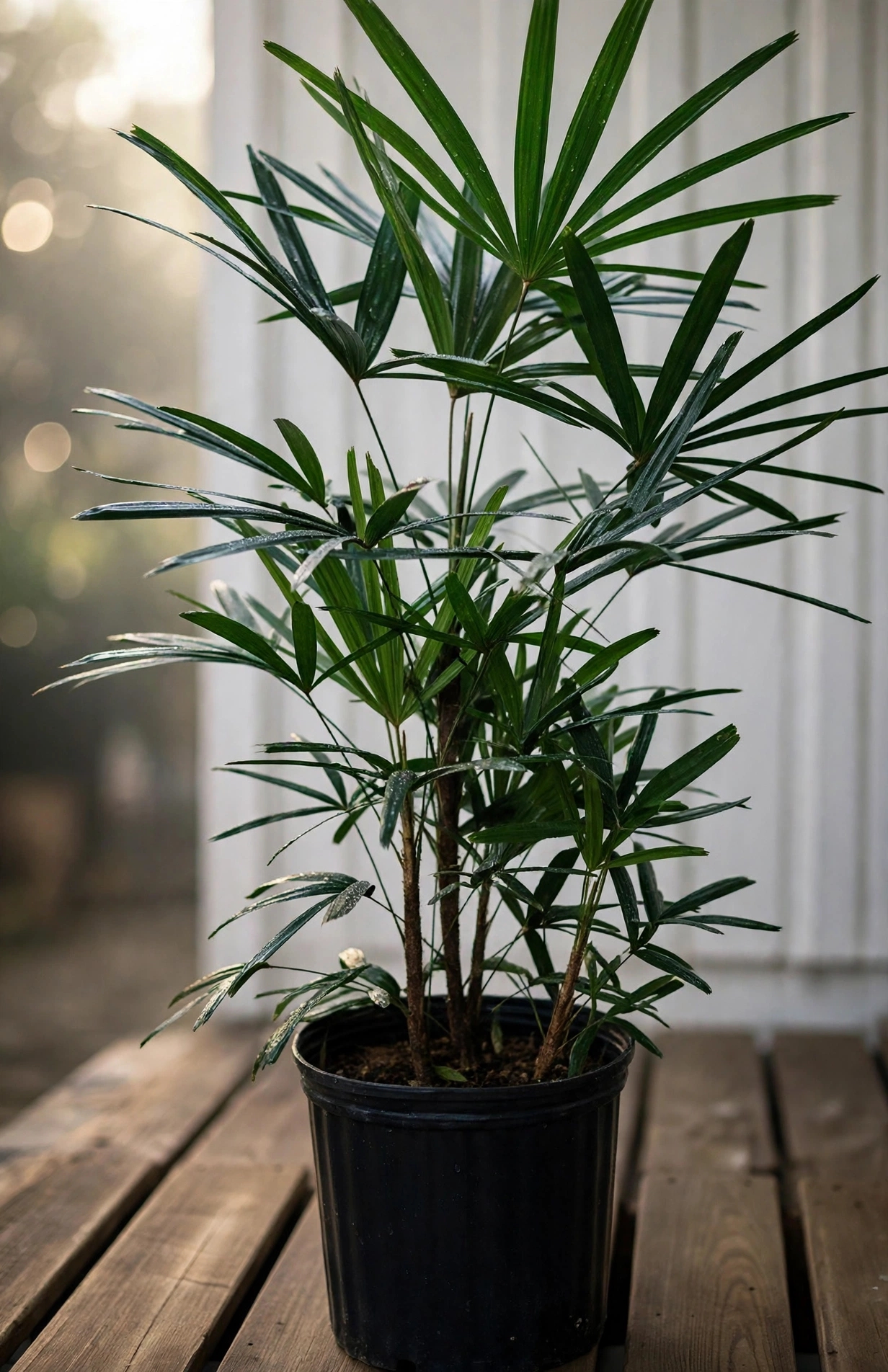 Ladies Palm — لیڈیز پام