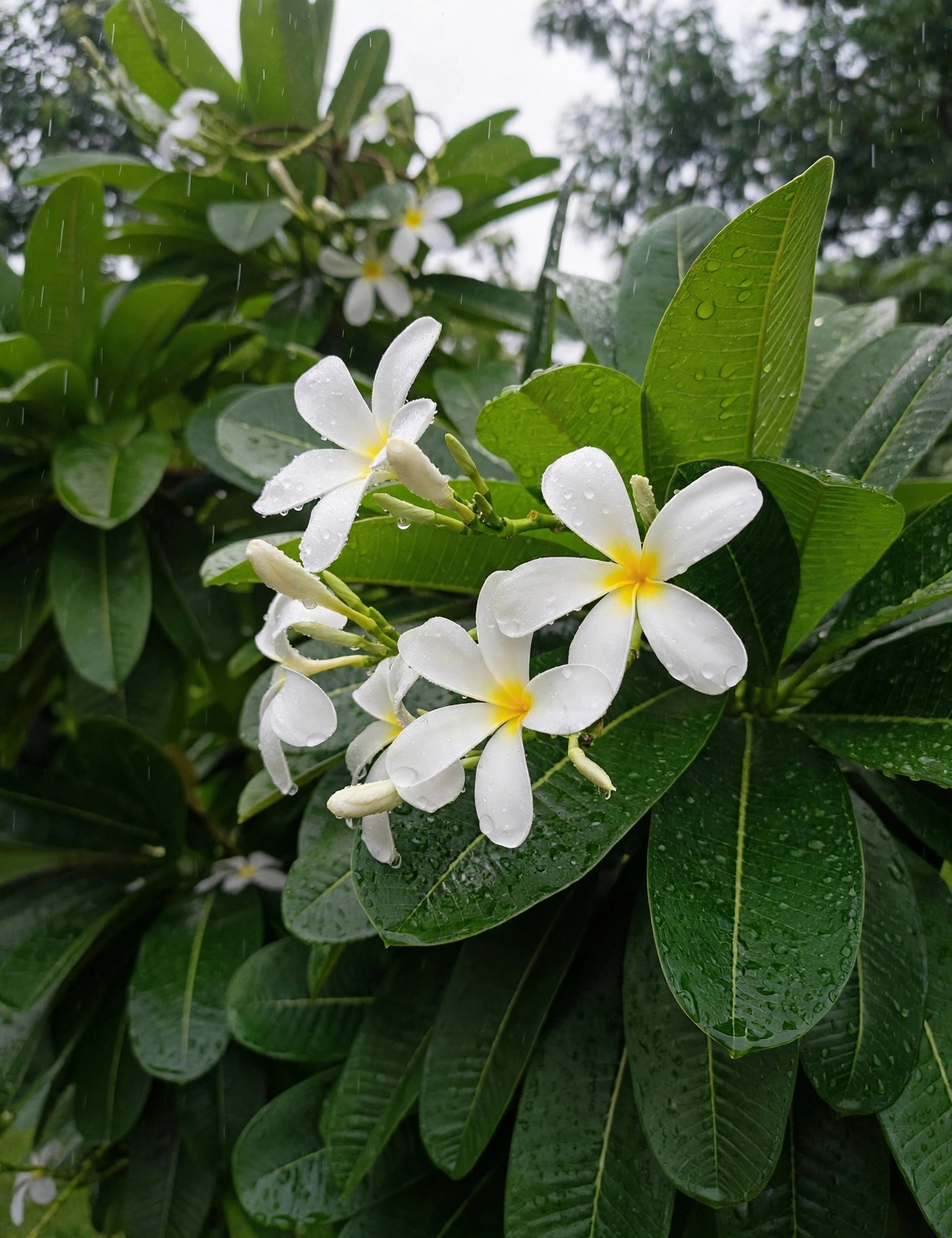 Nagchampa — ناگچمپا