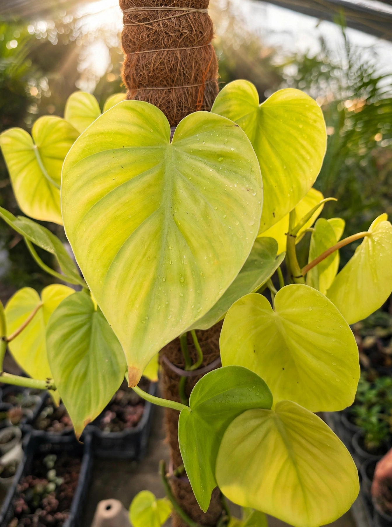 Money Plant Yellow — پیلا منی پلانٹ
