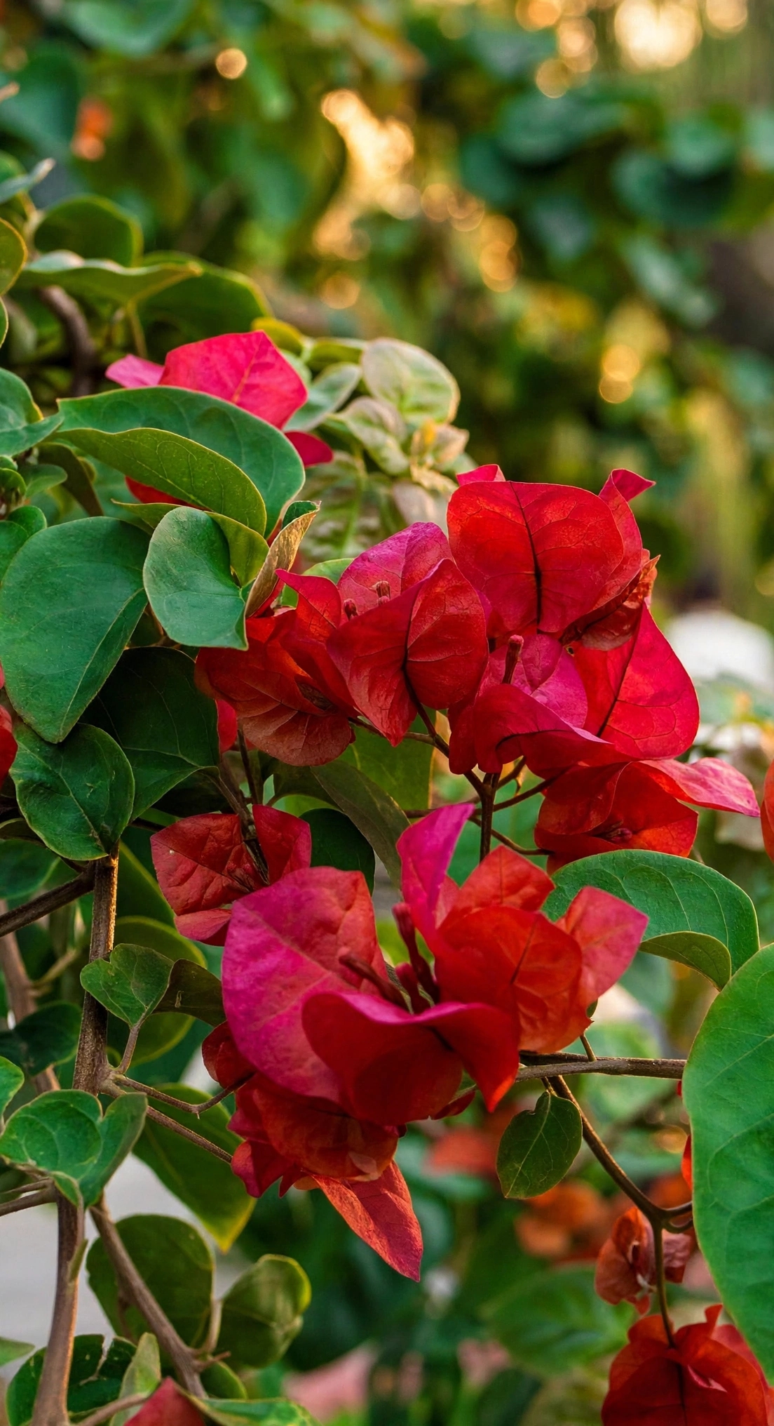 Red Bougainvillea — سرخ بوگین ویلا