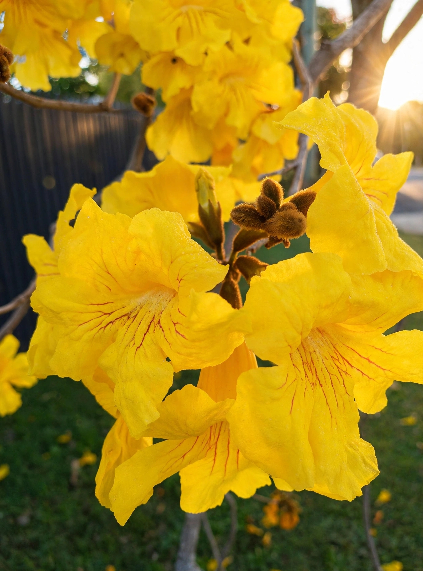 Trumpet Vine — ٹرامپٹ بیل