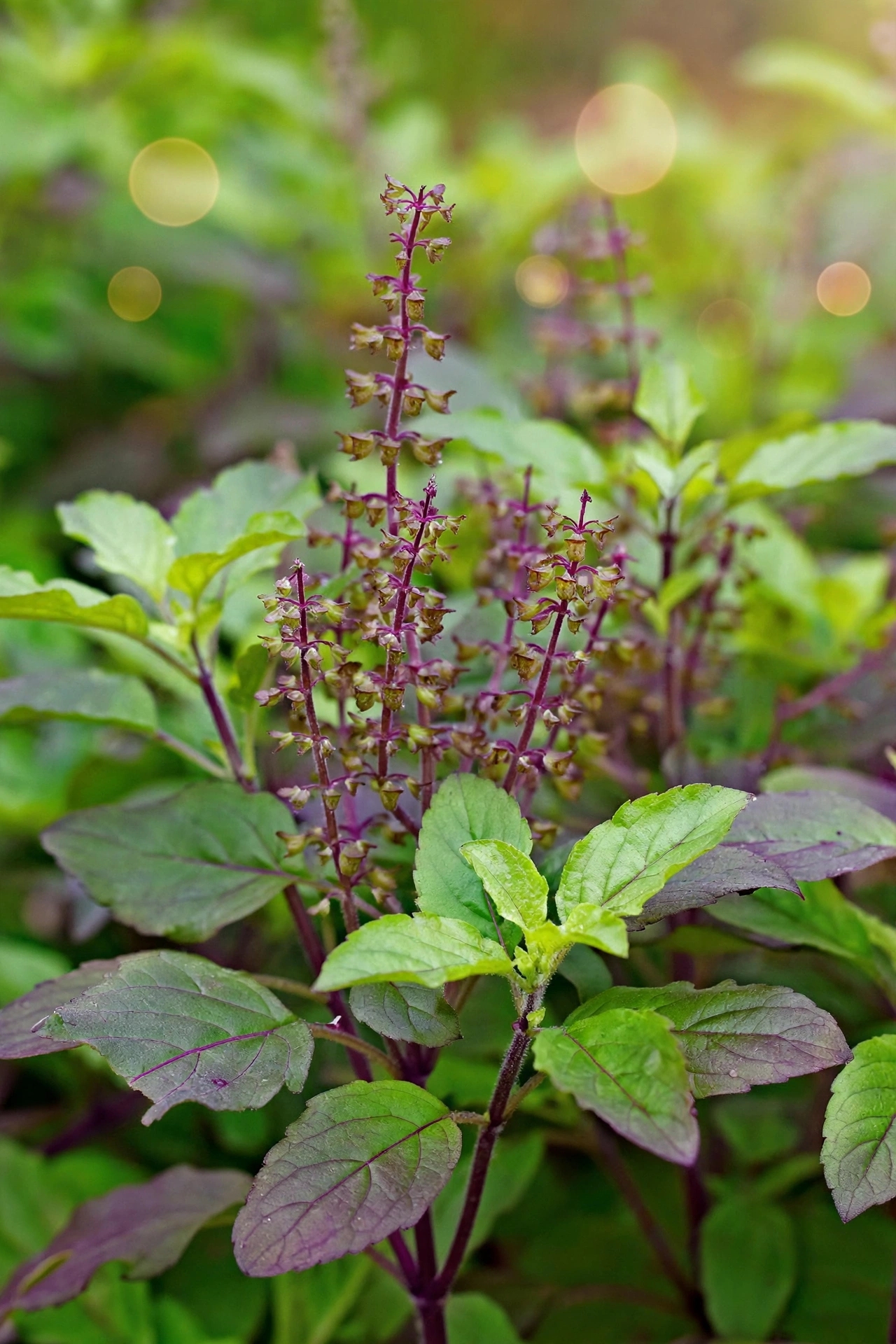 Tulsi — تولسی