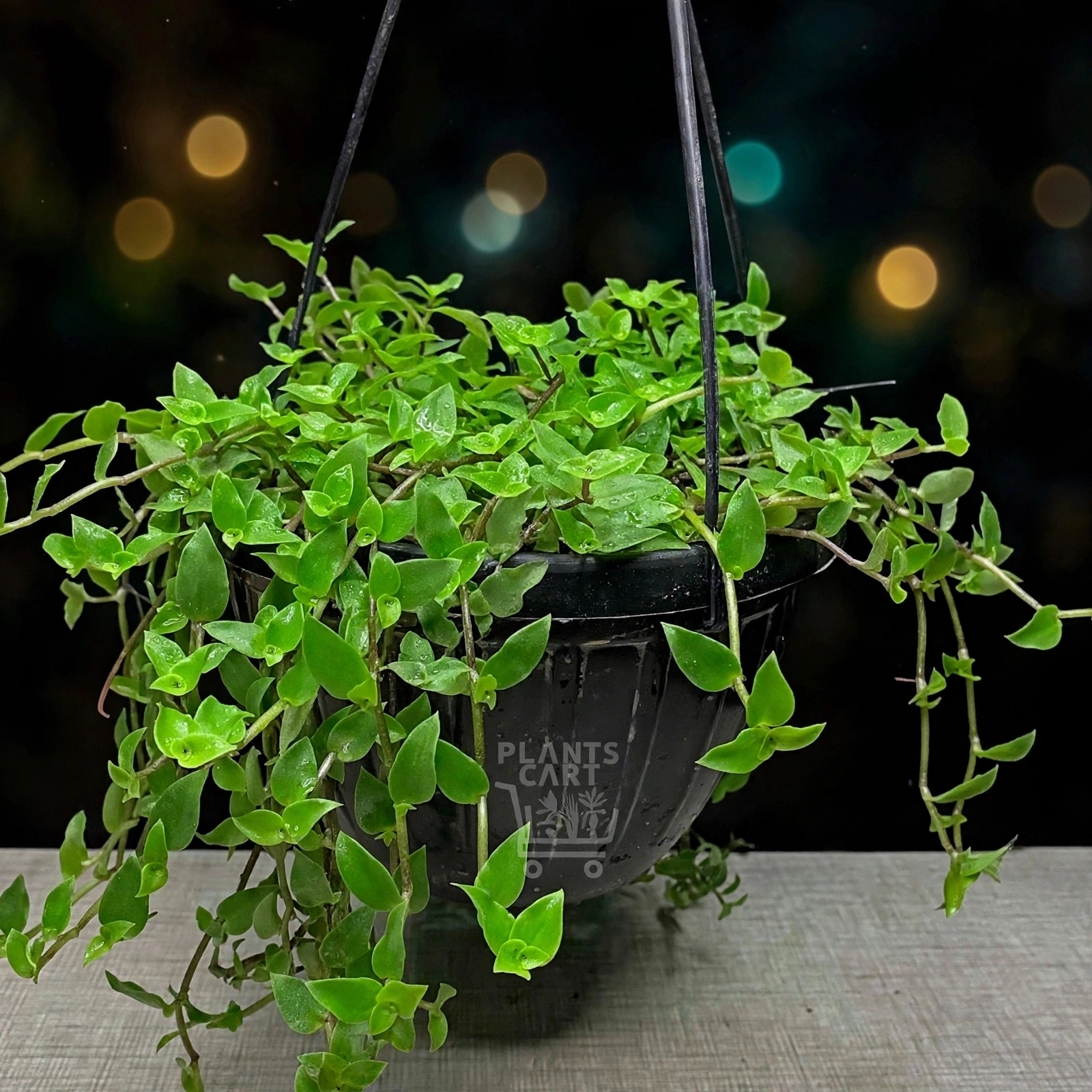 Turtle Vine — کچھوا بیل
