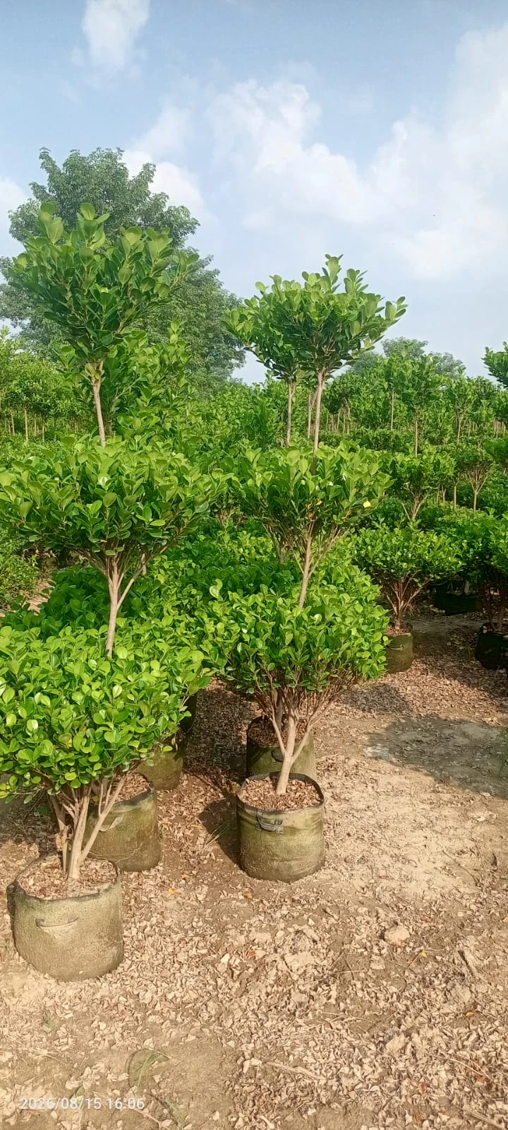 3 Step Ficus — تین سٹیپ فیکس