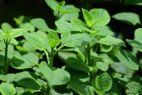 Ajwain — اجوائن